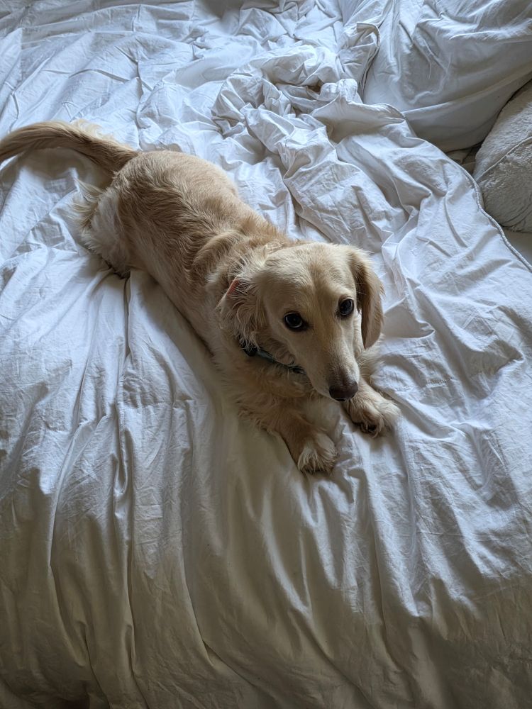 A debonair dachshund