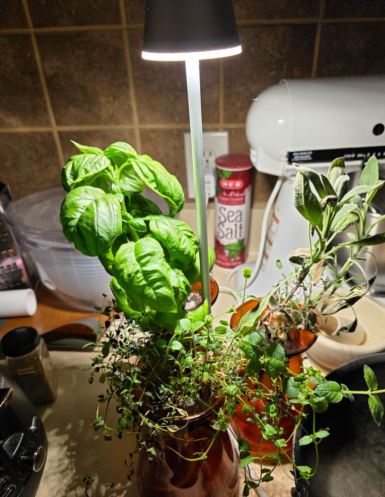Three herbs growing on a counter under a grow light.