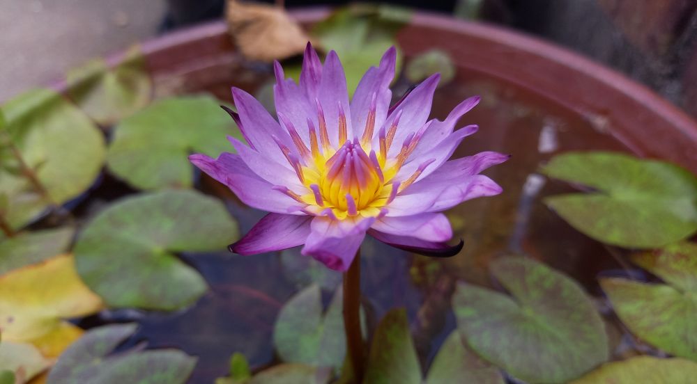 紫色の熱帯スイレン『リンジーウッズ』の写真。今年初めての開花。
