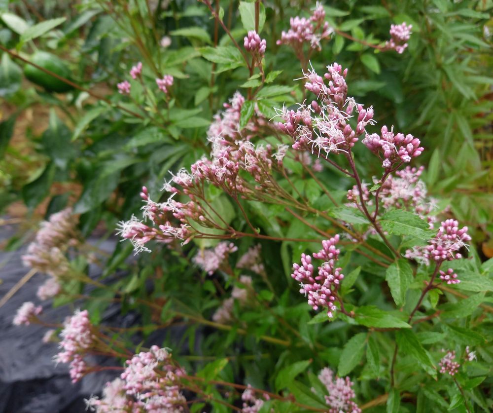 フジバカマの花は満開です。