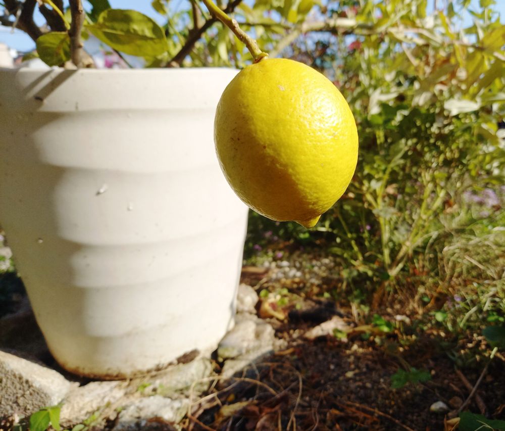 レモンの実。