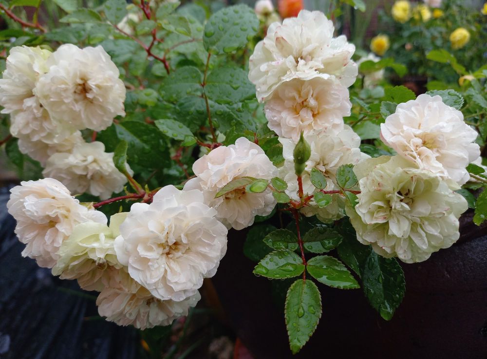 淡いピンクから白、淡いグリーンへと変色して咲くミニバラ『グリーンアイス』