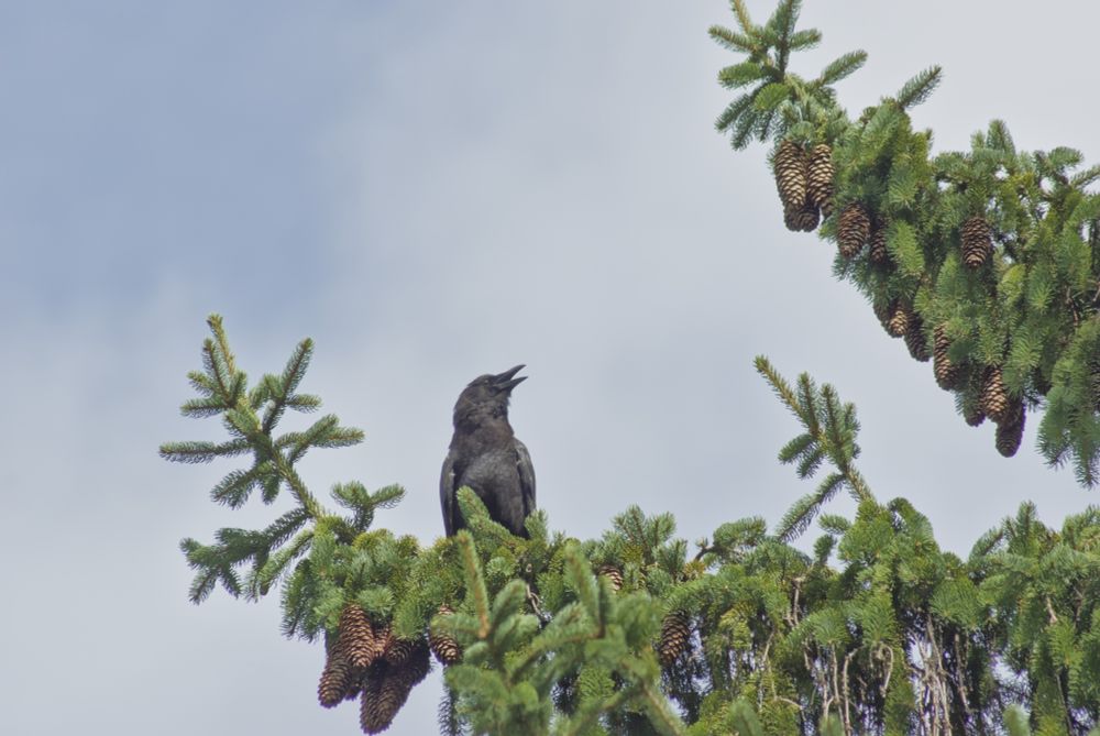 crow in a pine tree