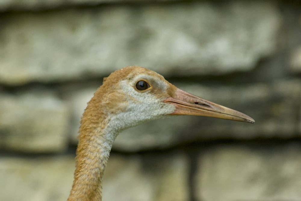 profile headshot of sandhill crane