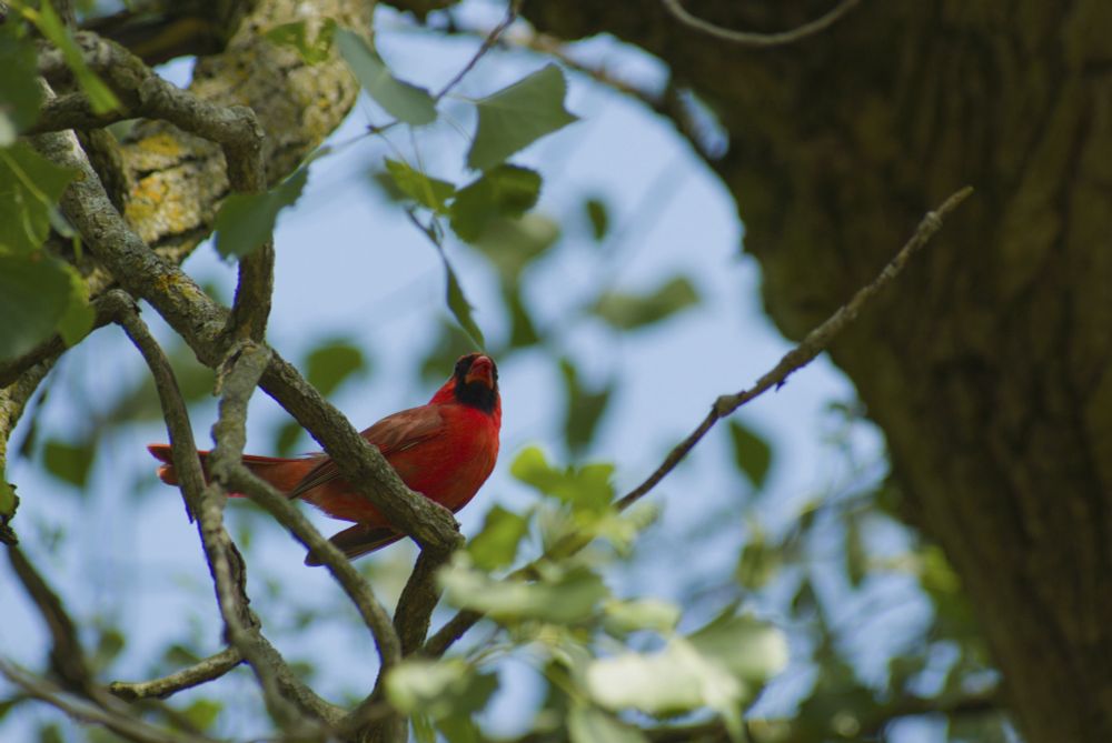 cardinal on tree branch