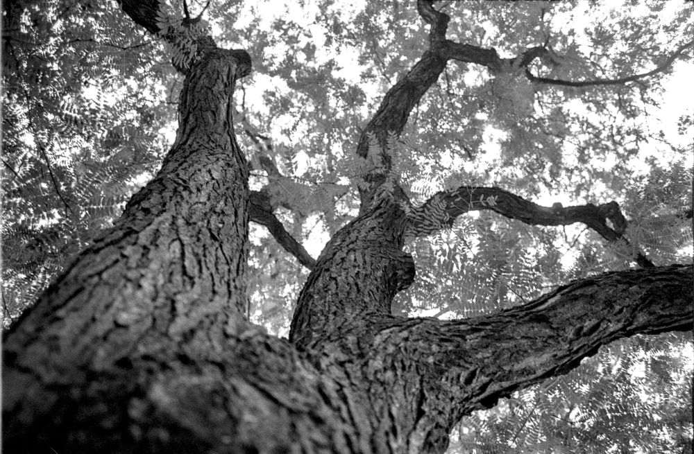black and white image of tree branches