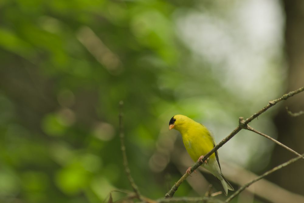 goldfinch on tree branch