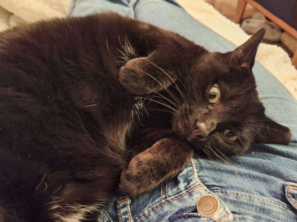 Black cat doing bunny paws