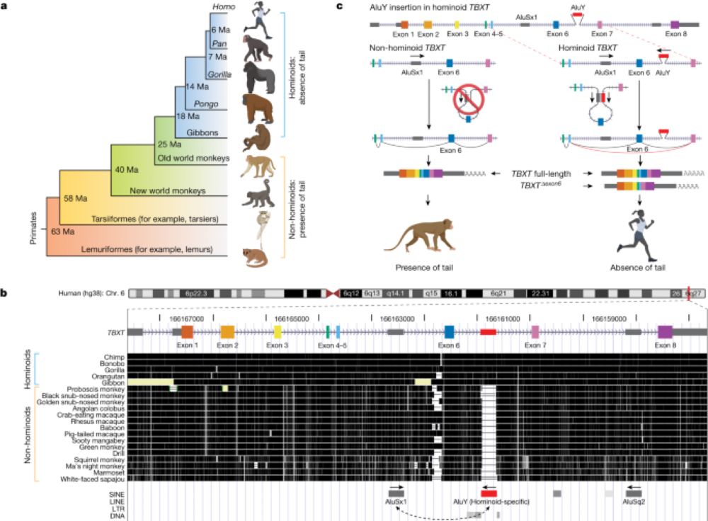 On the genetic basis of tail-loss evolution in humans and apes - Nature