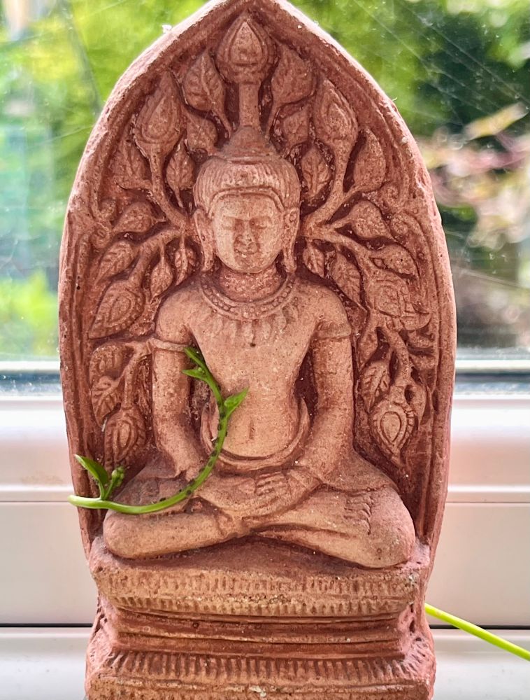 A little clay Buddha on the kitchen sill, with a Malabar spinach tendril wrapped around it, with tiny aphids on the tendril.