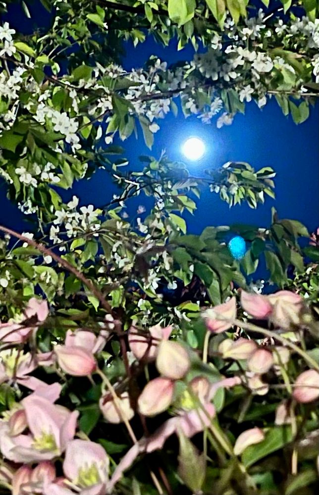 Pink moon - April 2025 - shining through clematis flowers 