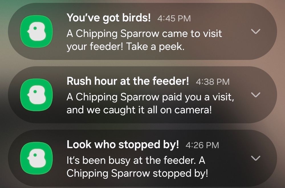 LOOK IT'S A CHIPPING SPARROW alerts
