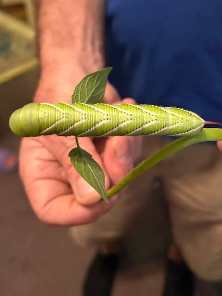 Big green garden penis