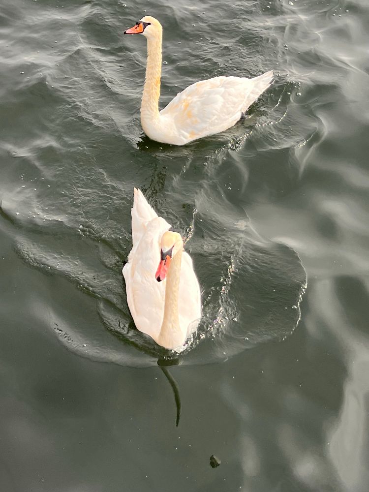 Two swans in the water