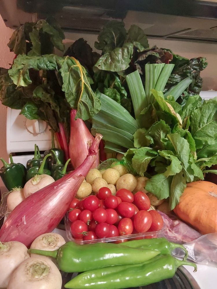 A sprawl of vegetables on a white stovetop. Back to front: swiss chard, turnip tops, leek, poblano peppers, a large shallot, baby gold potatoes, pattypan squash, pink tiger cherry tomatoes, red cherry tomatoes, lamb tongue, hakurei turnips, another large shallot, and anaheim peppers.