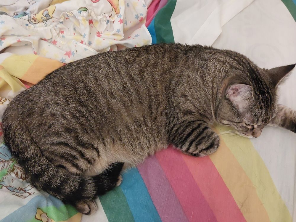 A sleepy brownish gray tabby lays on a bed. The sheets are white with rainbow striped across. Behind her can be seen the ruffled edge of an old Rainbow Brite comforter.