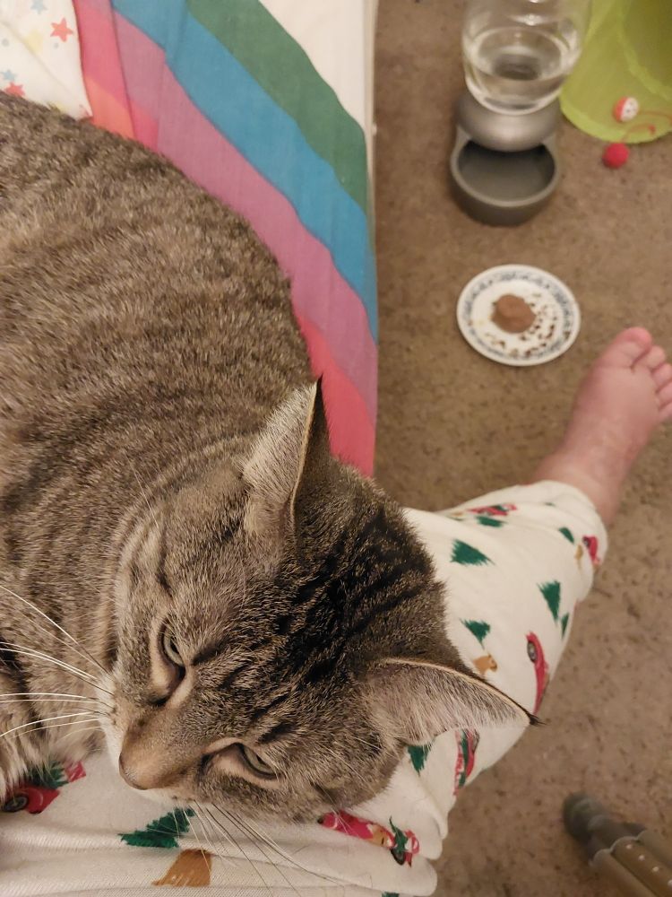 Tabby cat laying by the edge of a bed with rainbow sheets. Her head is rested on the leg of a hooman wearing white with little red truck hauling a Christmas tree and woofer print pj pants. The leg is dangling down, with a mottled foot at the end. Her food and water setup is toward the upper right sitting on brown carpet, and at the bottom right is the tip of one crutch.