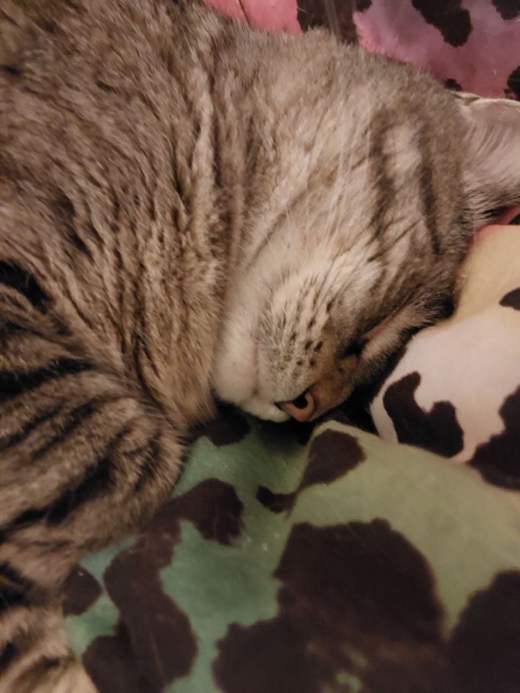 Close up of a sleeping brownish gray tabby's face.