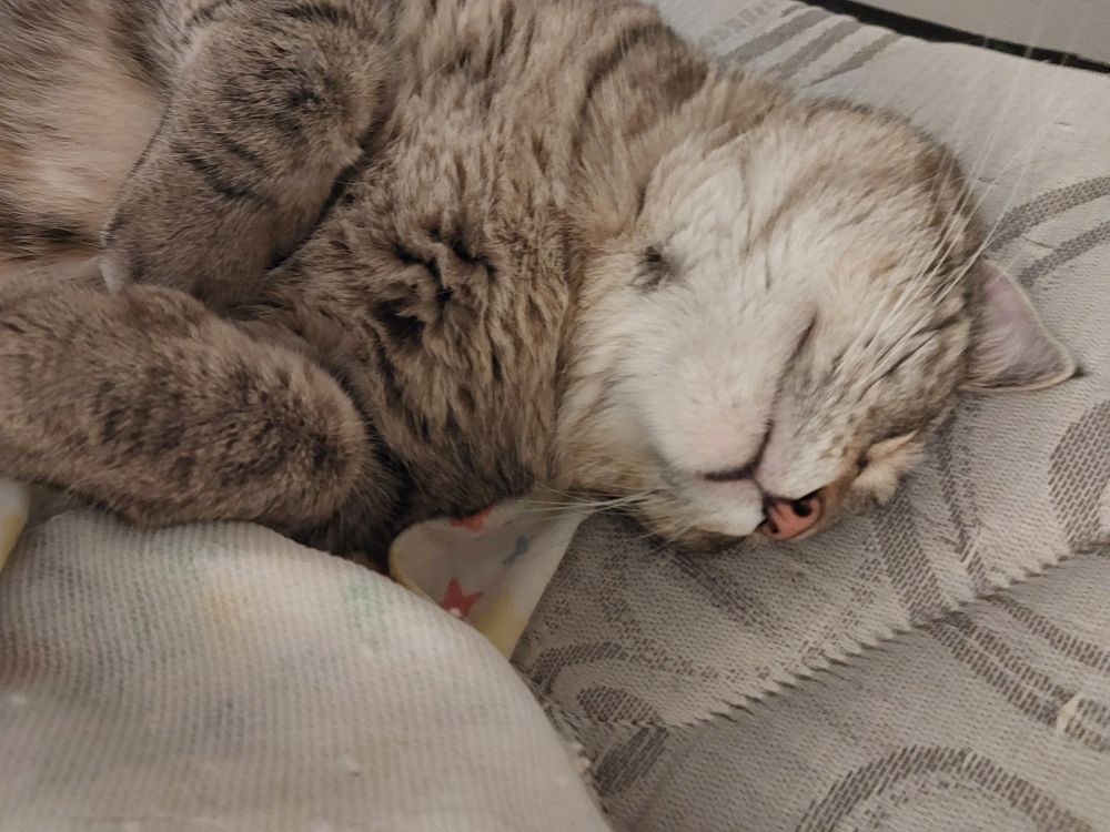 Sacked out tabby is laying on her side, paws curled and nose and mouth pointing almost toward the camera. She is laying on a mattress partly covered with sheets and a blanket.