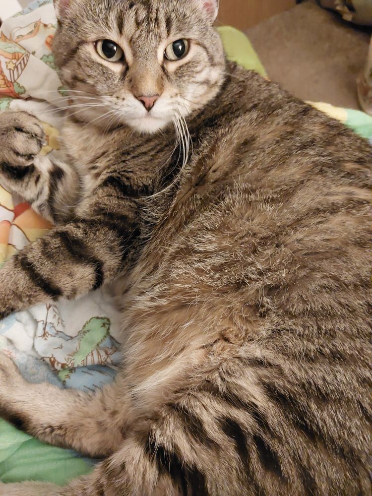 Tabby cat laying on a Rainbow Brite comforter, belly floof partly facing the camera. She has one paw held up curled, as if about to groom it, and is almost glaring.