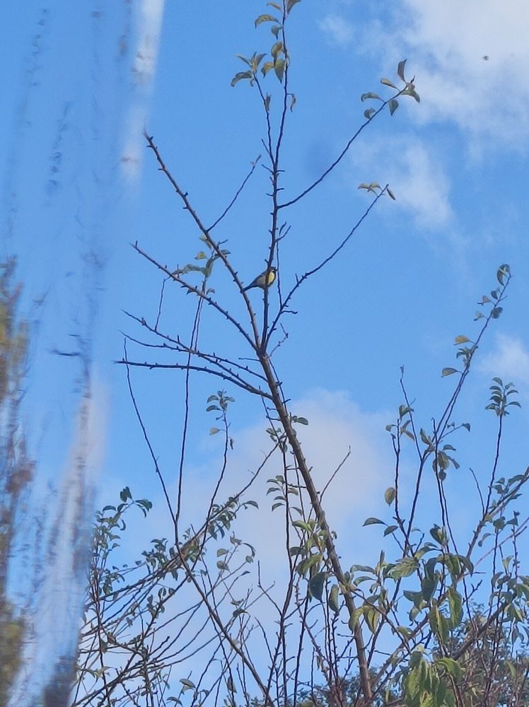 Carbonero común de lado en una ramita a lo lejos.