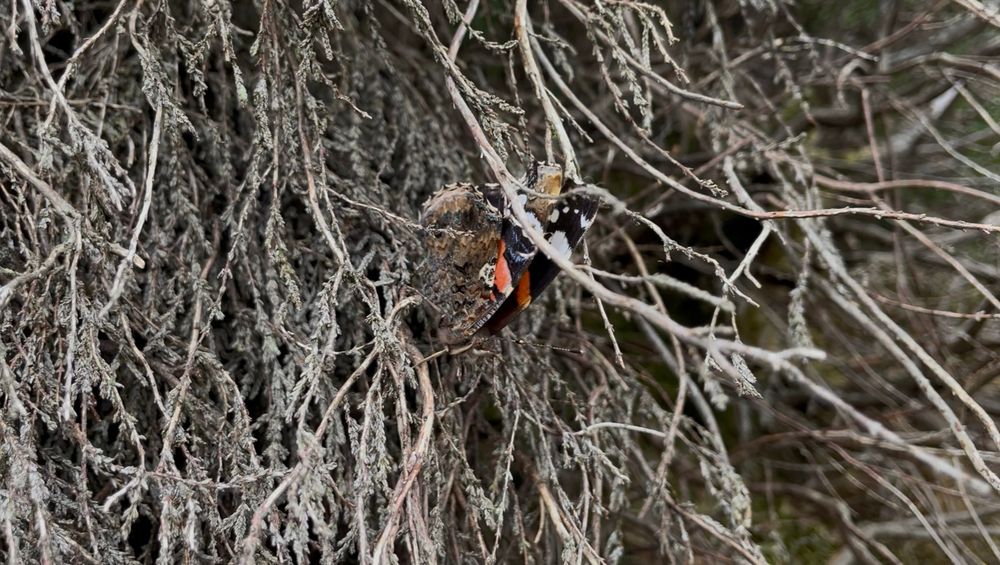 A close-up photograph of a red admiral butterfly almost concealed among the exposed roots of a plant, with just the interior edges of its bright red wings visible. 