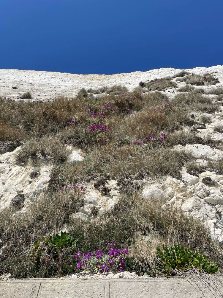 Small purple flowers among grasses that are growing up the side of a steep, chalk cliff against a brilliant blue sky 
