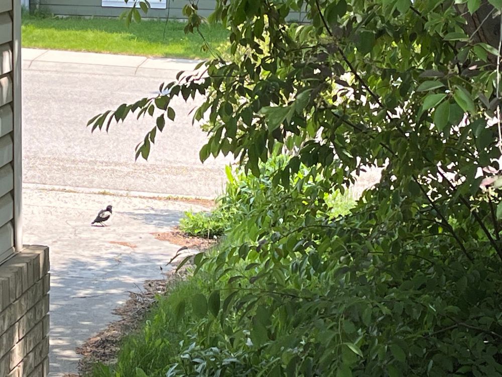 A lone magpie chick on a driveway from my porch. 