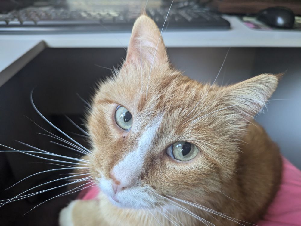 A photograph of an orange tabby cat sitting on a lap. A keyboard and mouse can be seen in the background.

End ID