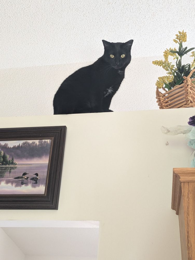 A photograph of a black cat sitting on top of a large counter. There is a basket of plastic flowers right next to her.

End ID