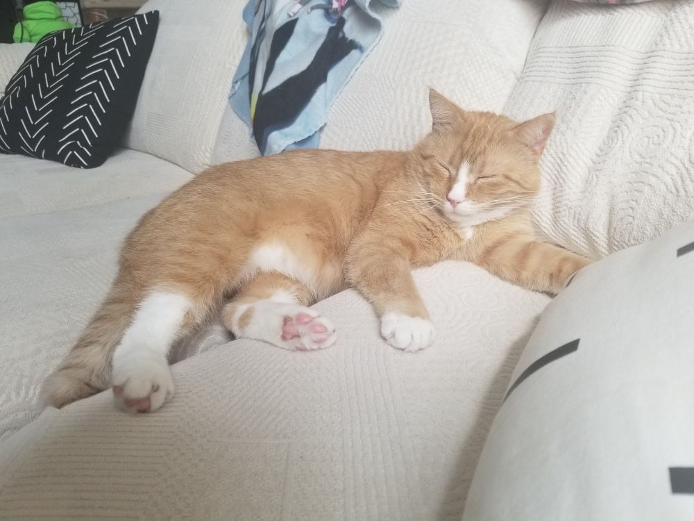 A photograph of an orange and white tabby cat sleeping on a couch. End ID