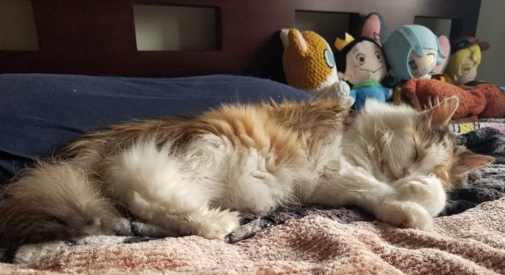 A photograph of a long haired calico cat taking a nap. A dark blue and a collection of plushies is behind her