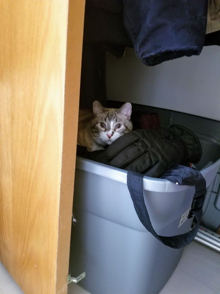 A photograph of a grey and white tabby sitting in a closet. He's in a bin that has winter clothes inside it.

End ID