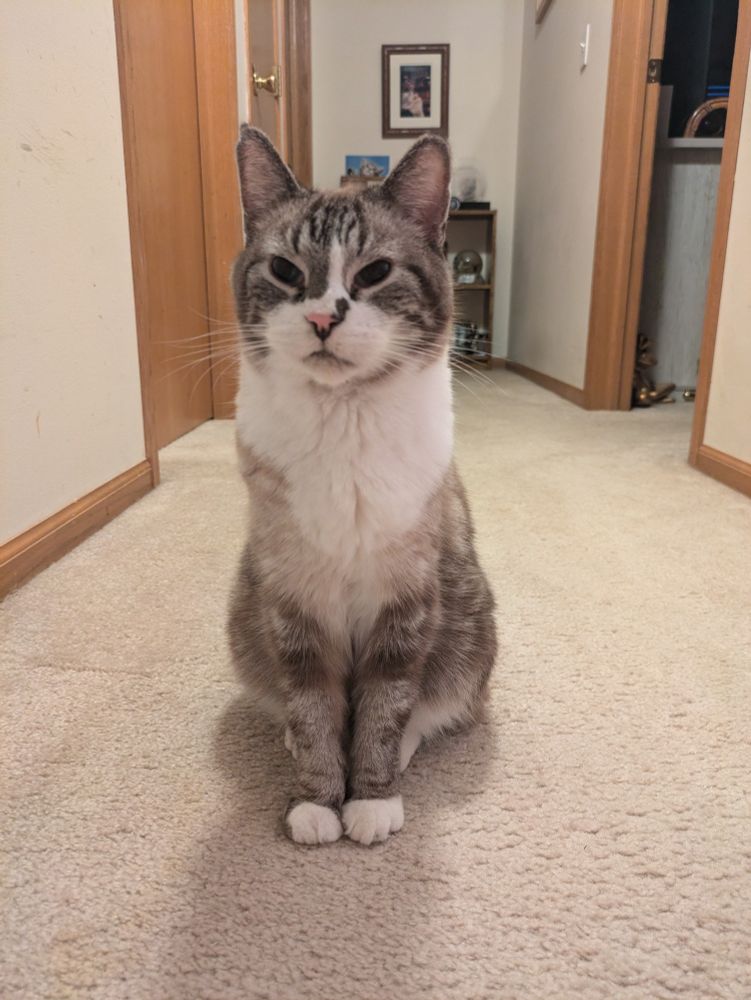 A photograph of a grey, white, and grown tabby cat sitting in the middle of a hallway.

End ID