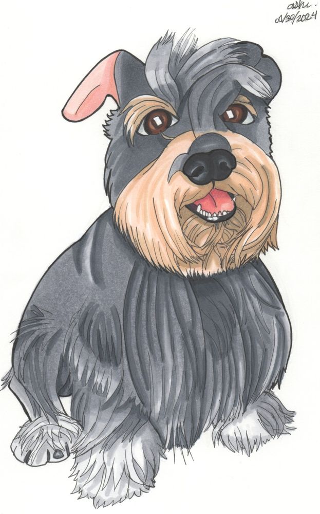A marker drawing of a tiny dog with his mouth open. He has light and dark grey colored fur that is broken into many tiny strands. The fur near his mouth is colored cream instead of grey.