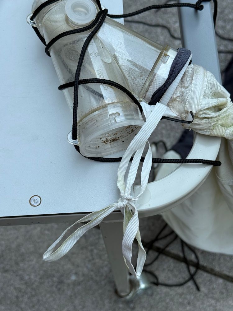An impossible knot by the head of a malaise trap