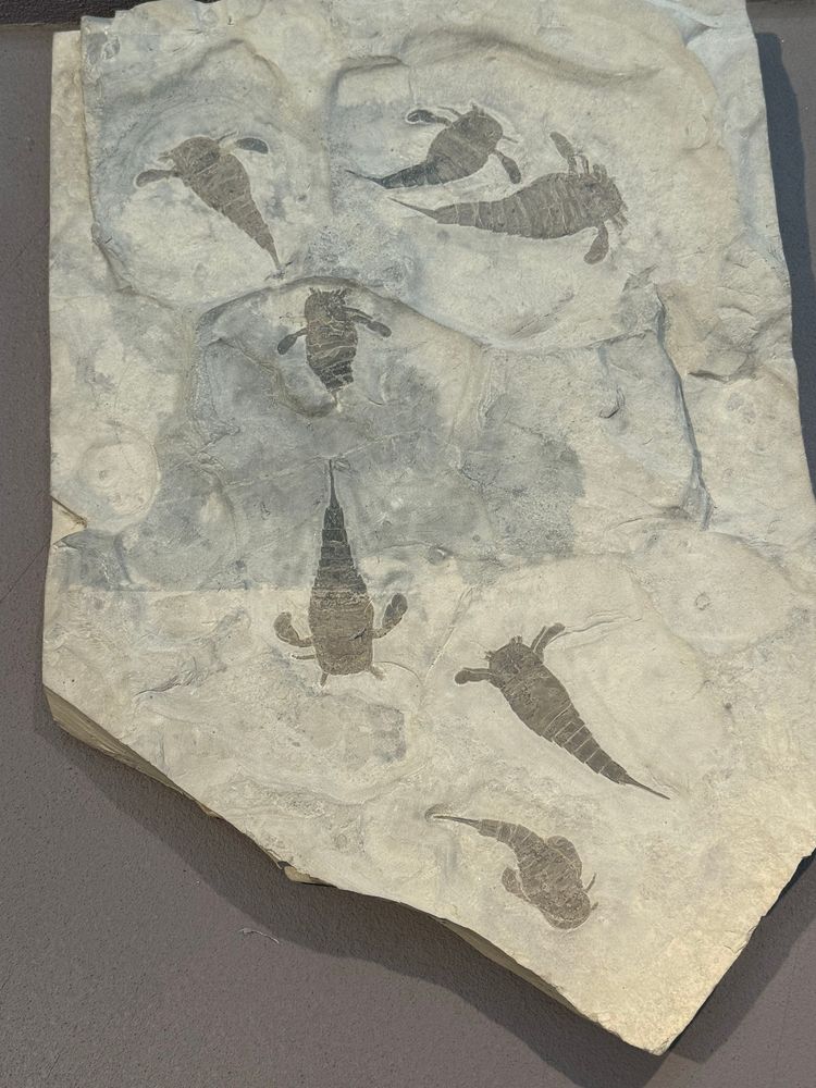 Fossil eurypterids