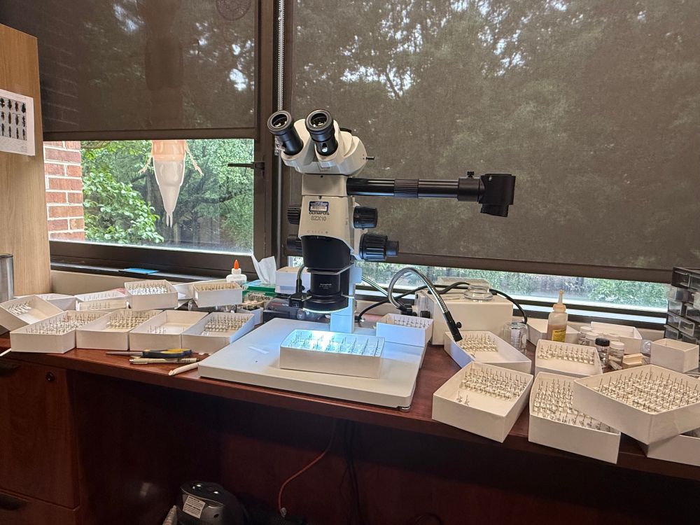 Picture of my work desk with a microscope and a shittone of specimen trays