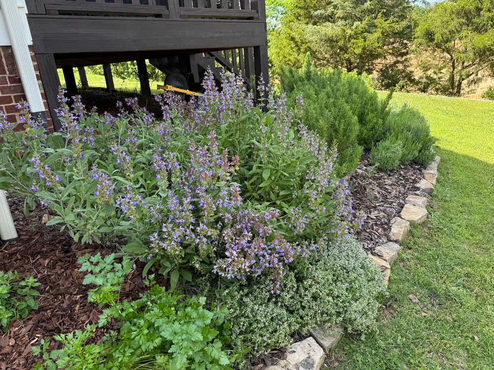 Herbs blooming 