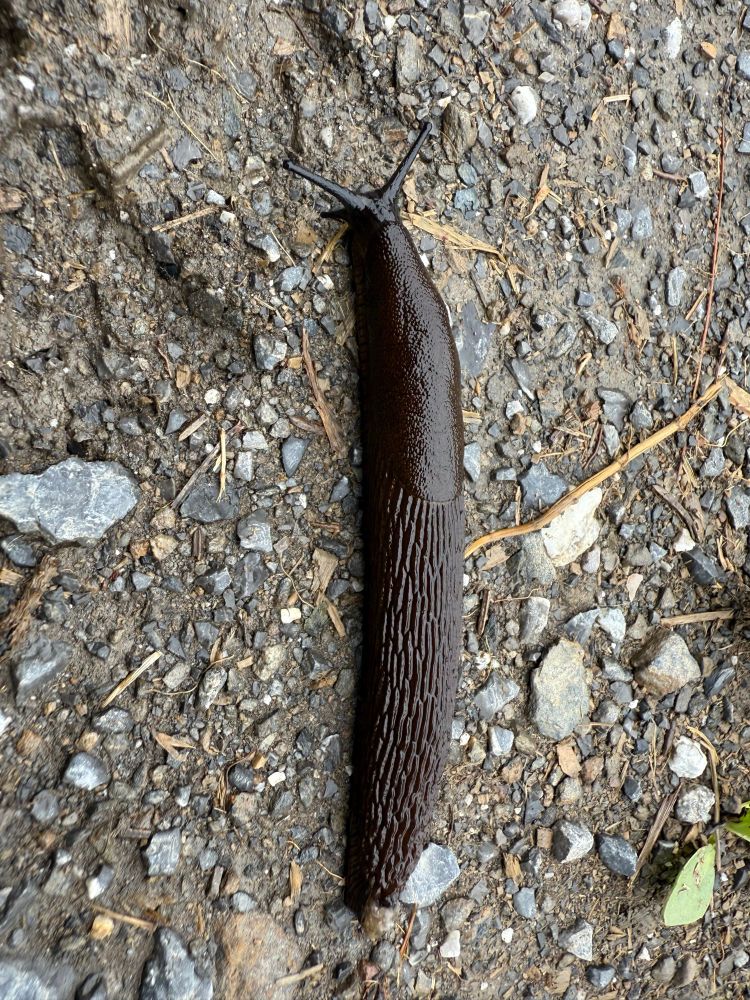 A photo of a ginormous black slug 