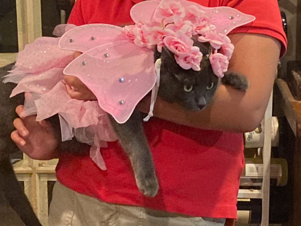 Gray cat dressed in frilly pink fairy outfit for the anniversary of her adoption.
