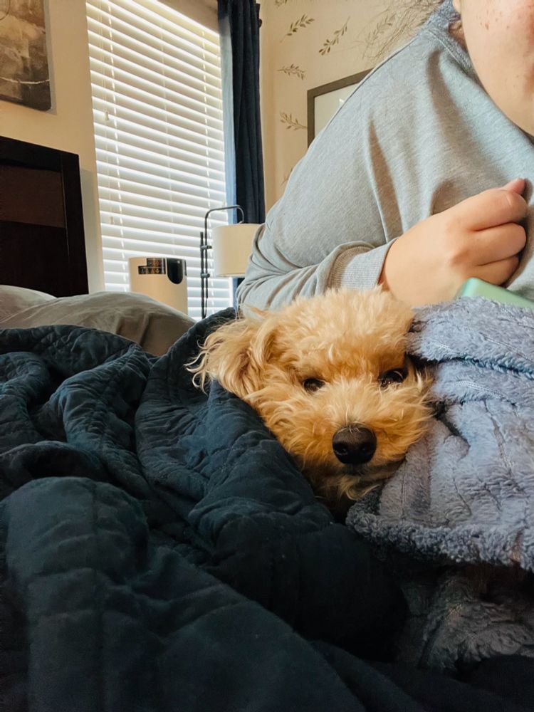 Bichon poodle mix buried underneath blankets in a bed with only his head sticking out.