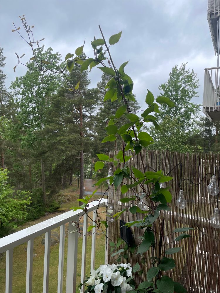 En bild tagen från en balkong på en klematis i kruka som är ca 1,2 meter hög. 