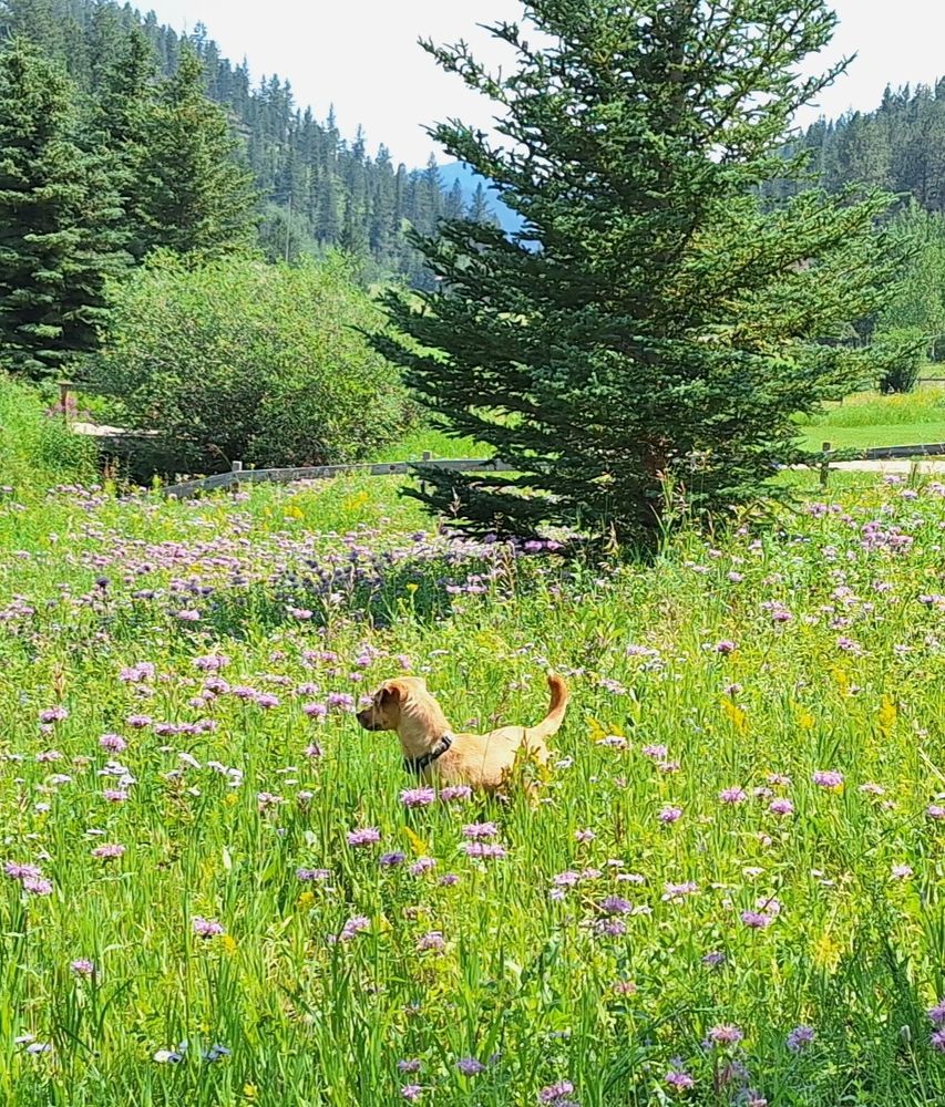 A mid-sized dog running through a field of wildflowers. Her tail and ears are perked up. 