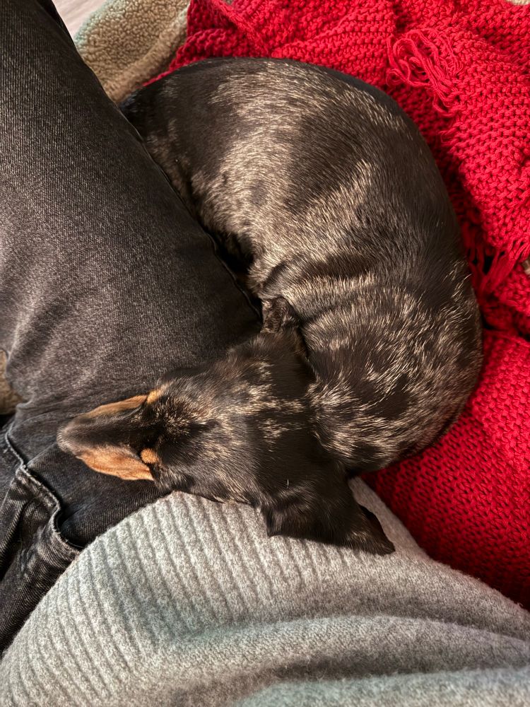 Mini dachshund snoozing on a lap while curling down in the sofa 