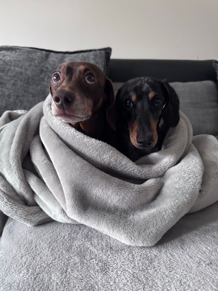 Mini dachshunds wrapped in a blanket on the sofa 