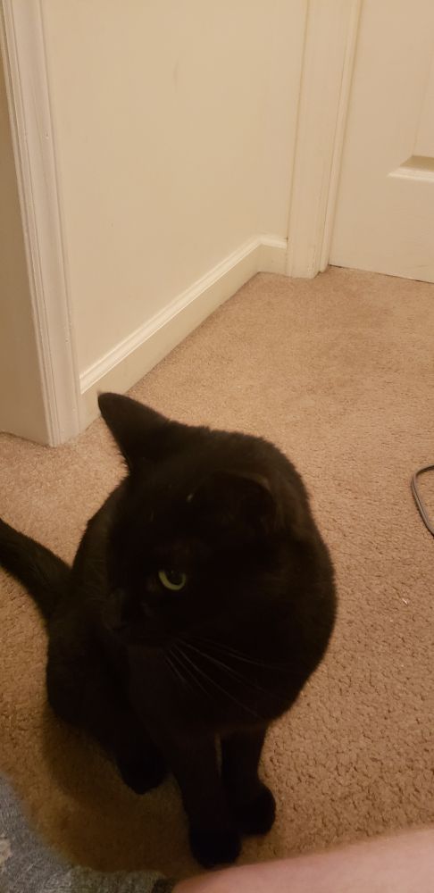 a black cat looking to her right