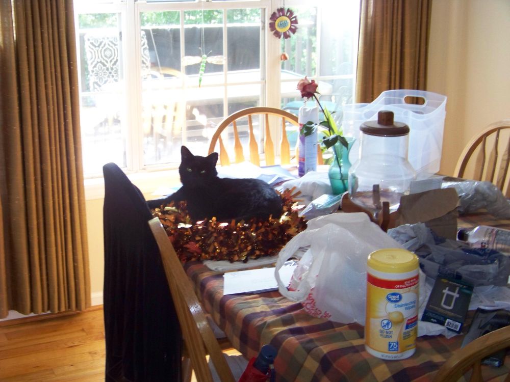 black cat sitting on a messy table looking at the camera in front of an open window on a sunny day