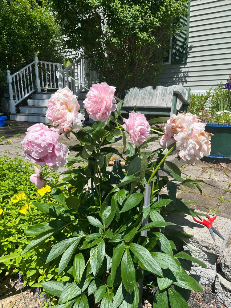Pink peonies in a front garden