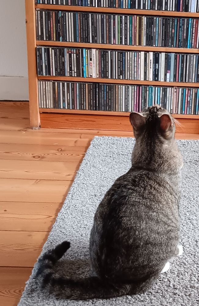 Cat sitting in front of CD collection contemplating which album to play.
